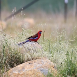 Platycercus elegans at Hawker, ACT - 28 Oct 2023