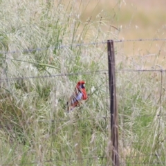 Platycercus elegans at Hawker, ACT - 28 Oct 2023 09:08 AM