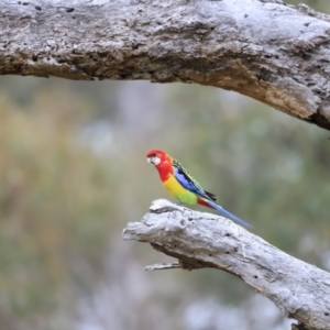 Platycercus eximius at Weetangera, ACT - 28 Oct 2023 09:08 AM