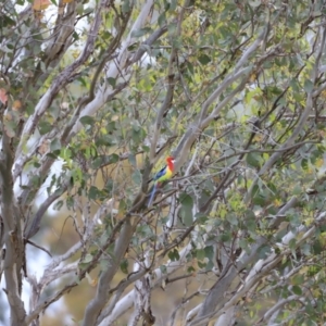 Platycercus eximius at Weetangera, ACT - 28 Oct 2023