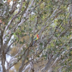 Platycercus eximius at Weetangera, ACT - 28 Oct 2023