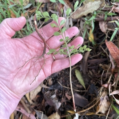 Fraxinus griffithii at Kangaroo Valley, NSW - 28 Oct 2023 by lbradley