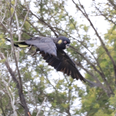 Zanda funerea (Yellow-tailed Black-Cockatoo) at Whitlam, ACT - 27 Oct 2023 by JimL