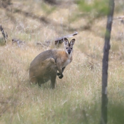 Notamacropus rufogriseus (Red-necked Wallaby) at The Pinnacle - 27 Oct 2023 by JimL