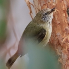 Acanthiza lineata (Striated Thornbill) at Whitlam, ACT - 28 Oct 2023 by JimL