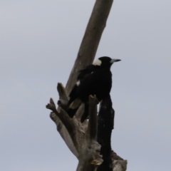 Gymnorhina tibicen (Australian Magpie) at Whitlam, ACT - 28 Oct 2023 by JimL
