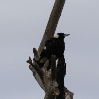 Gymnorhina tibicen (Australian Magpie) at Whitlam, ACT - 28 Oct 2023 by JimL
