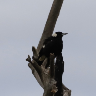 Gymnorhina tibicen (Australian Magpie) at Molonglo River Reserve - 27 Oct 2023 by JimL