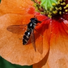 Melangyna sp. (genus) (Hover Fly) at Isaacs Ridge and Nearby - 28 Oct 2023 by MichaelMulvaney