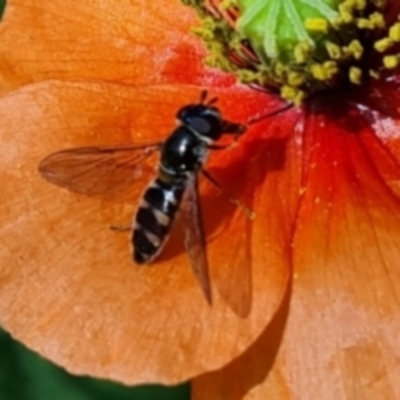 Melangyna sp. (genus) (Hover Fly) at Isaacs Ridge and Nearby - 28 Oct 2023 by MichaelMulvaney