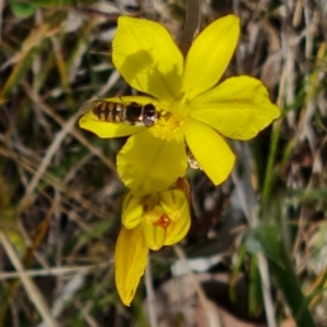 Melangyna sp. (genus) at Tuggeranong, ACT - 28 Oct 2023