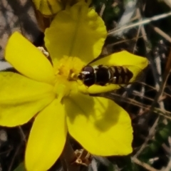 Melangyna sp. (genus) at Tuggeranong, ACT - 28 Oct 2023 11:32 AM