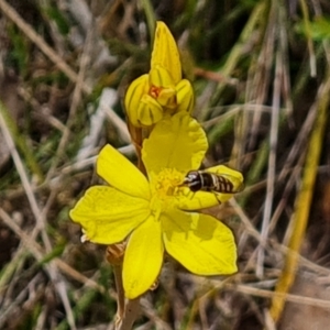 Melangyna sp. (genus) at Tuggeranong, ACT - 28 Oct 2023 11:32 AM