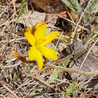 Tricoryne elatior (Yellow Rush Lily) at Kambah, ACT - 28 Oct 2023 by Mike