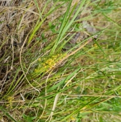 Lomandra filiformis subsp. coriacea (Wattle Matrush) at Mount Taylor - 28 Oct 2023 by Mike