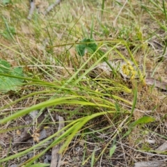 Lomandra filiformis subsp. coriacea at Tuggeranong, ACT - 28 Oct 2023
