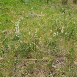 Stackhousia monogyna at Tuggeranong, ACT - 28 Oct 2023