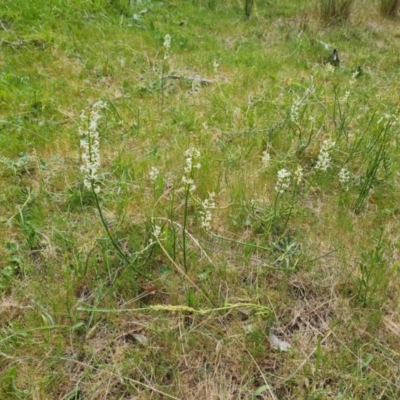 Stackhousia monogyna (Creamy Candles) at Mount Taylor - 28 Oct 2023 by Mike