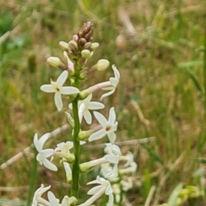 Stackhousia monogyna at Tuggeranong, ACT - 28 Oct 2023