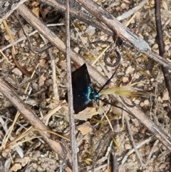 Pollanisus (genus) (A Forester Moth) at Mount Taylor - 28 Oct 2023 by Mike