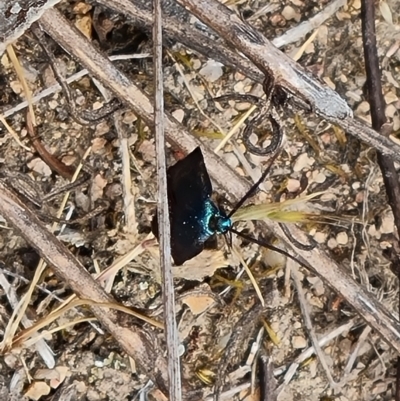 Pollanisus (genus) (A Forester Moth) at Mount Taylor - 28 Oct 2023 by Mike