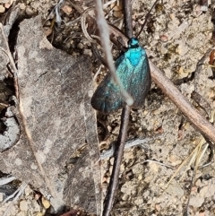 Pollanisus (genus) at Tuggeranong, ACT - 28 Oct 2023