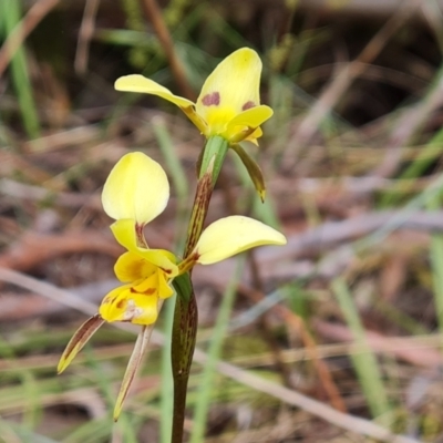 Diuris sulphurea (Tiger Orchid) at Mount Taylor - 27 Oct 2023 by Mike