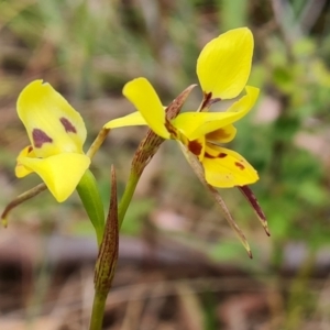 Diuris sulphurea at Kambah, ACT - suppressed