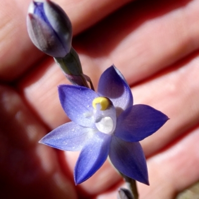 Thelymitra peniculata (Blue Star Sun-orchid) at Borough, NSW - 24 Oct 2023 by Paul4K