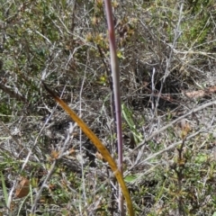 Thelymitra peniculata at QPRC LGA - 24 Oct 2023