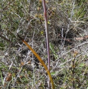 Thelymitra peniculata at QPRC LGA - 24 Oct 2023