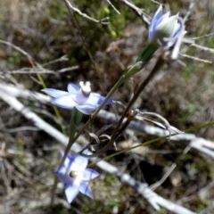 Thelymitra sp. (A Sun Orchid) at Borough, NSW - 23 Oct 2023 by Paul4K