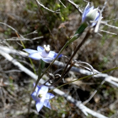 Thelymitra (Genus) (Sun Orchid) at Borough, NSW - 24 Oct 2023 by Paul4K