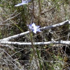 Thelymitra sp. at Borough, NSW - suppressed