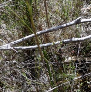 Thelymitra sp. at Borough, NSW - suppressed