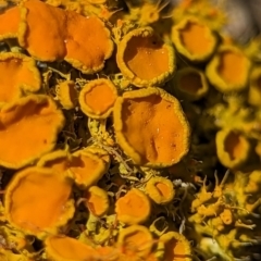 Teloschistes sp. (genus) (A lichen) at Piney Ridge - 27 Oct 2023 by Miranda