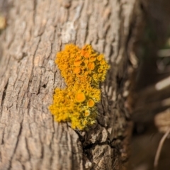 Teloschistes sp. (genus) at Stromlo, ACT - 27 Oct 2023