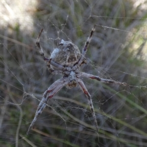 Backobourkia sp. (genus) at Borough, NSW - 24 Oct 2023