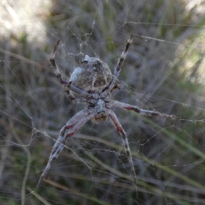 Backobourkia (genus) (An orb weaver) at Borough, NSW - 24 Oct 2023 by Paul4K