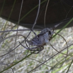 Backobourkia sp. (genus) at Borough, NSW - 24 Oct 2023