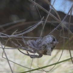 Backobourkia sp. (genus) at Borough, NSW - 24 Oct 2023