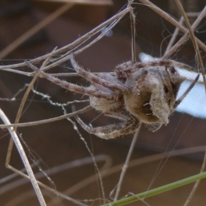 Backobourkia sp. (genus) at Borough, NSW - suppressed