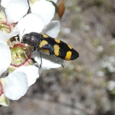 Castiarina inconspicua (A jewel beetle) at Boro - 23 Oct 2023 by Paul4K