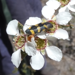 Castiarina inconspicua at Borough, NSW - 24 Oct 2023