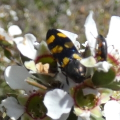 Castiarina inconspicua at Borough, NSW - 24 Oct 2023