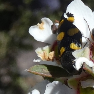 Castiarina inconspicua at Borough, NSW - 24 Oct 2023