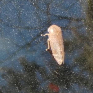 Katipo sp. (genus) at Borough, NSW - 24 Oct 2023