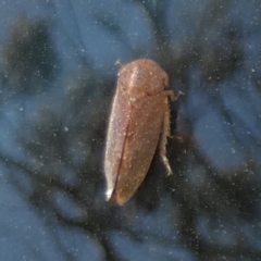 Katipo sp. (genus) at Borough, NSW - 24 Oct 2023