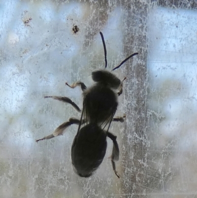 Leioproctus sp. (genus) (Plaster bee) at QPRC LGA - 24 Oct 2023 by Paul4K
