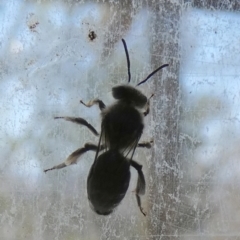 Leioproctus sp. (genus) (Plaster bee) at Boro - 24 Oct 2023 by Paul4K